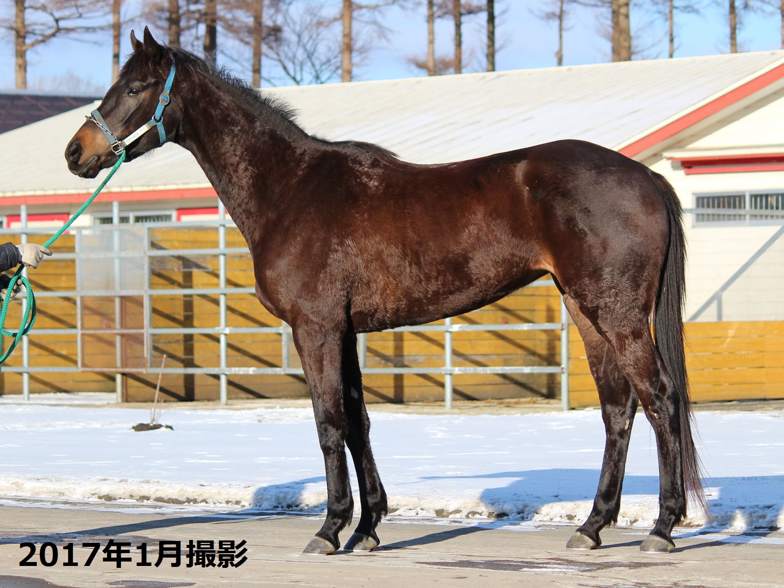 KAZZU❁︎様　　/thoroughbredサラブレットネイビー/ミニラウ プロヴェルビオ Proverbio 牝 3歳 ※中央競馬 登録抹消 | サラブレッド