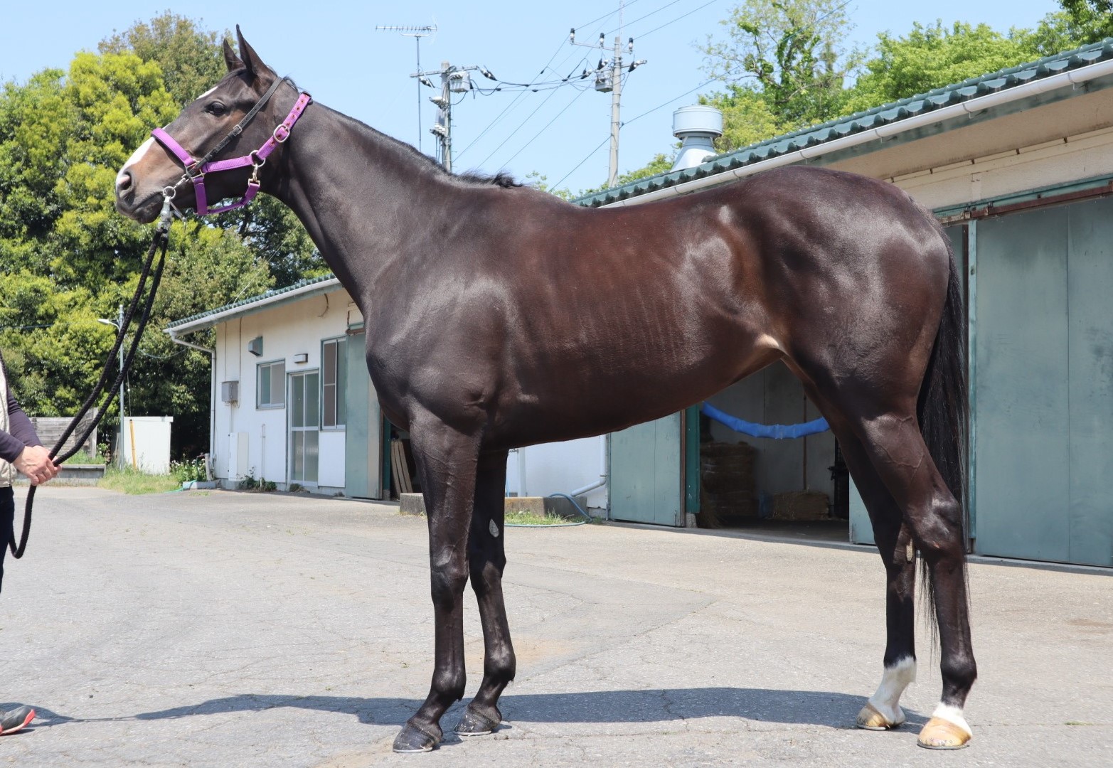 【値下げしました】日本の種牡馬録７　1995年版 値下げしました】日本の種牡馬録7 1995年版 値下げしました】日本の