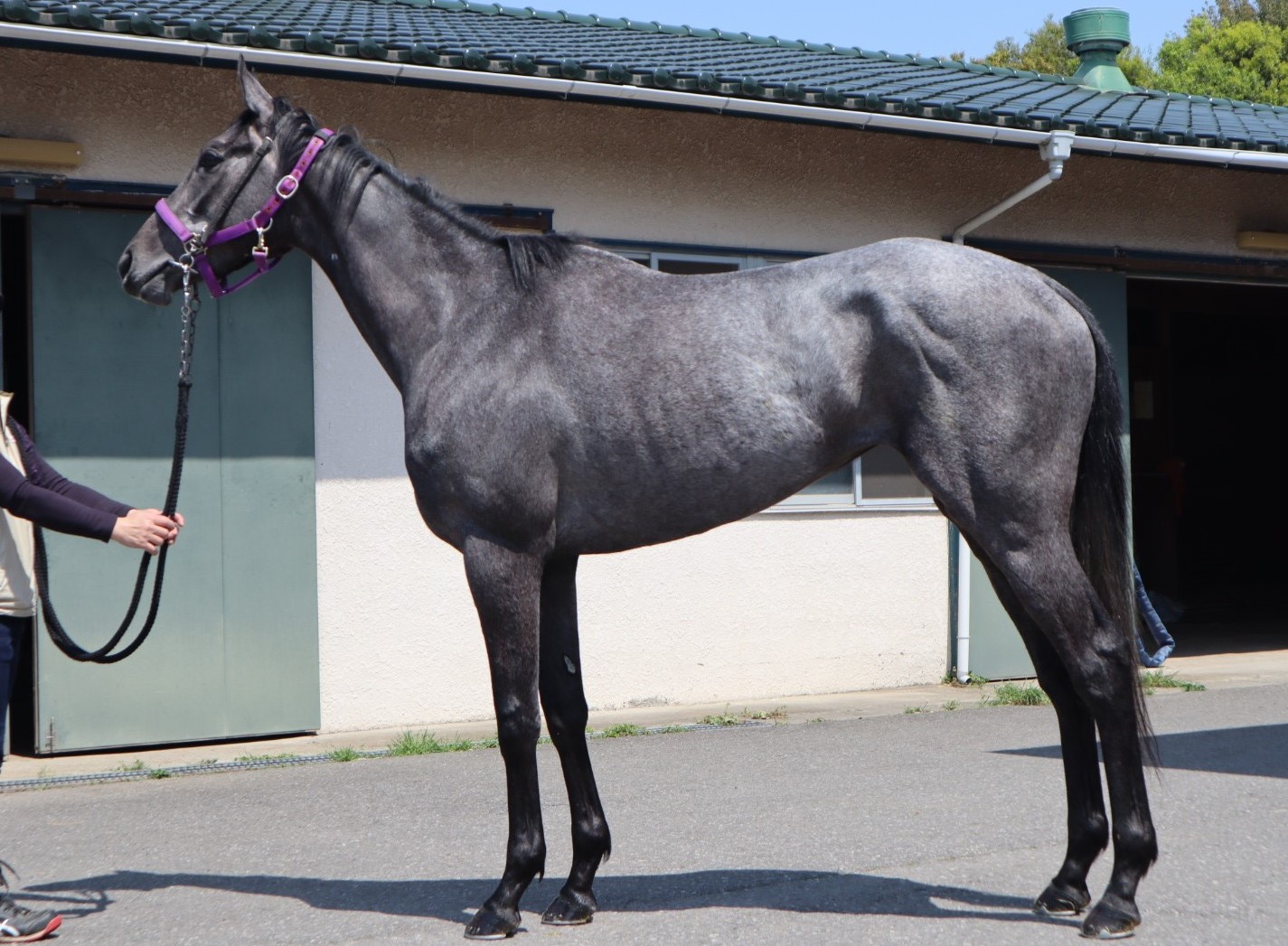 トゥワイス Twice 牝 3歳 ※中央競馬 登録抹消 | サラブレッド