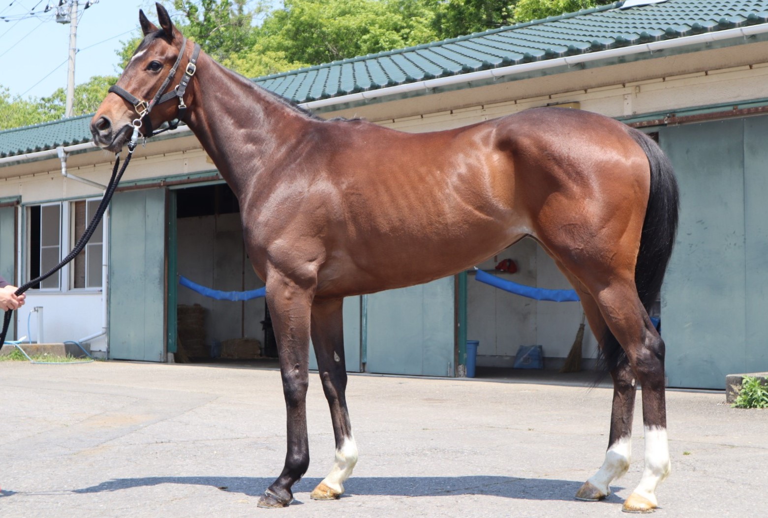 ペルグランデ Pergrande 牝 ３歳 ※中央競馬 登録抹消 | サラブレッド