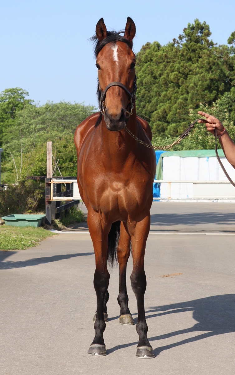 ビーブルー B Blue 牝 3歳 ※中央競馬 登録抹消 | サラブレッド