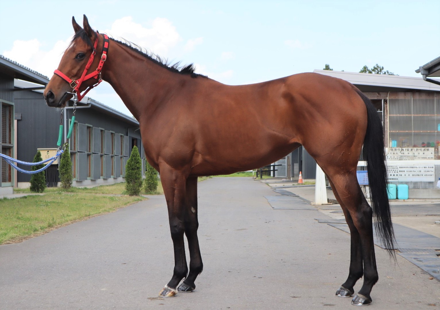 オリエンタルメラク Oriental Merak 牝 ３歳 ※中央競馬 登録抹消