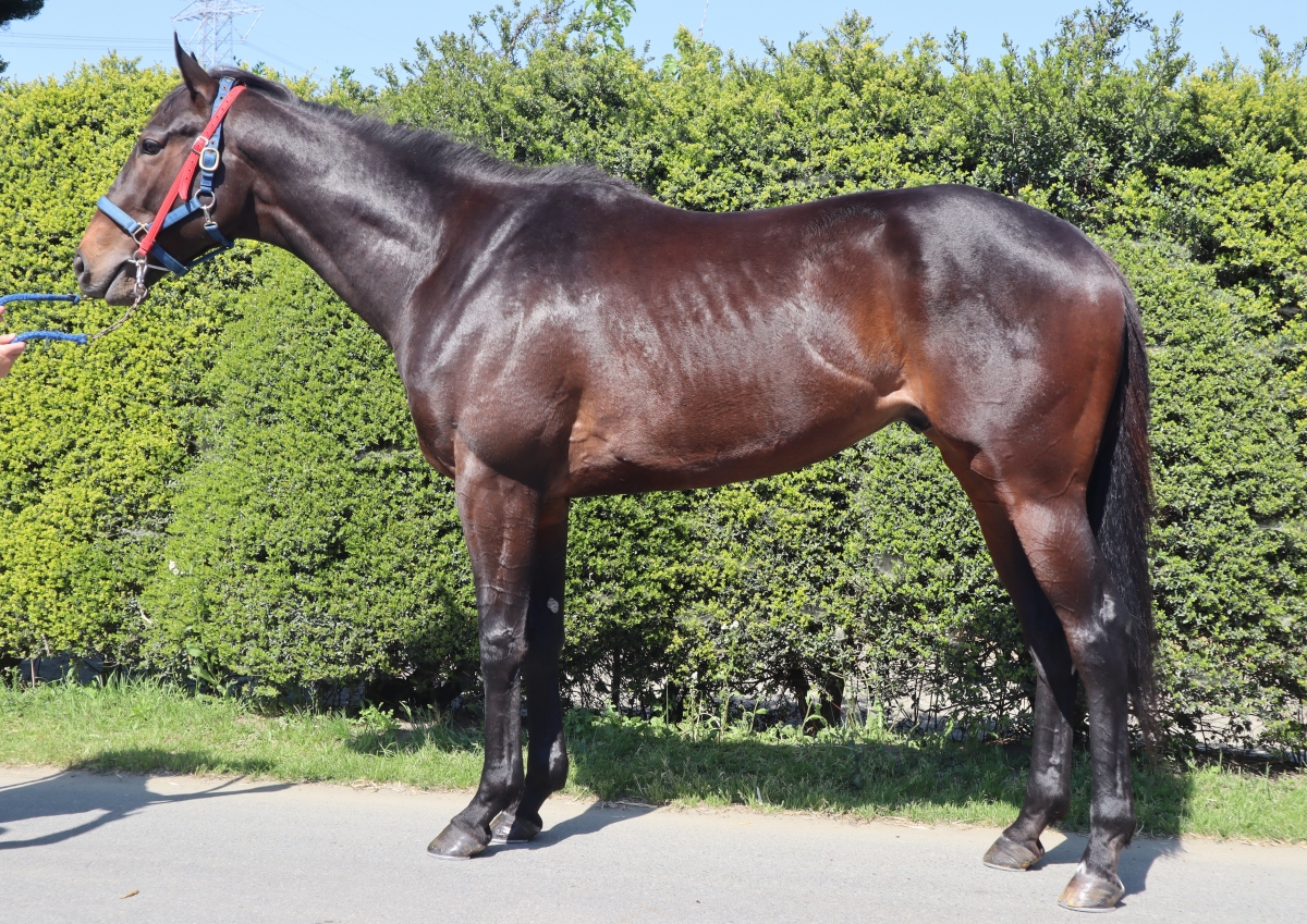 マイネルロングラン Meiner Long Run 牡 3歳 ※中央競馬 登録抹消 