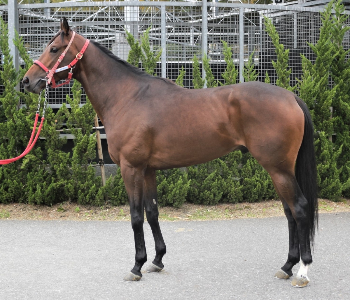 モズキタマサケンジ Mozu Kitamasakenji 牡 3歳 ※中央競馬 登録抹消