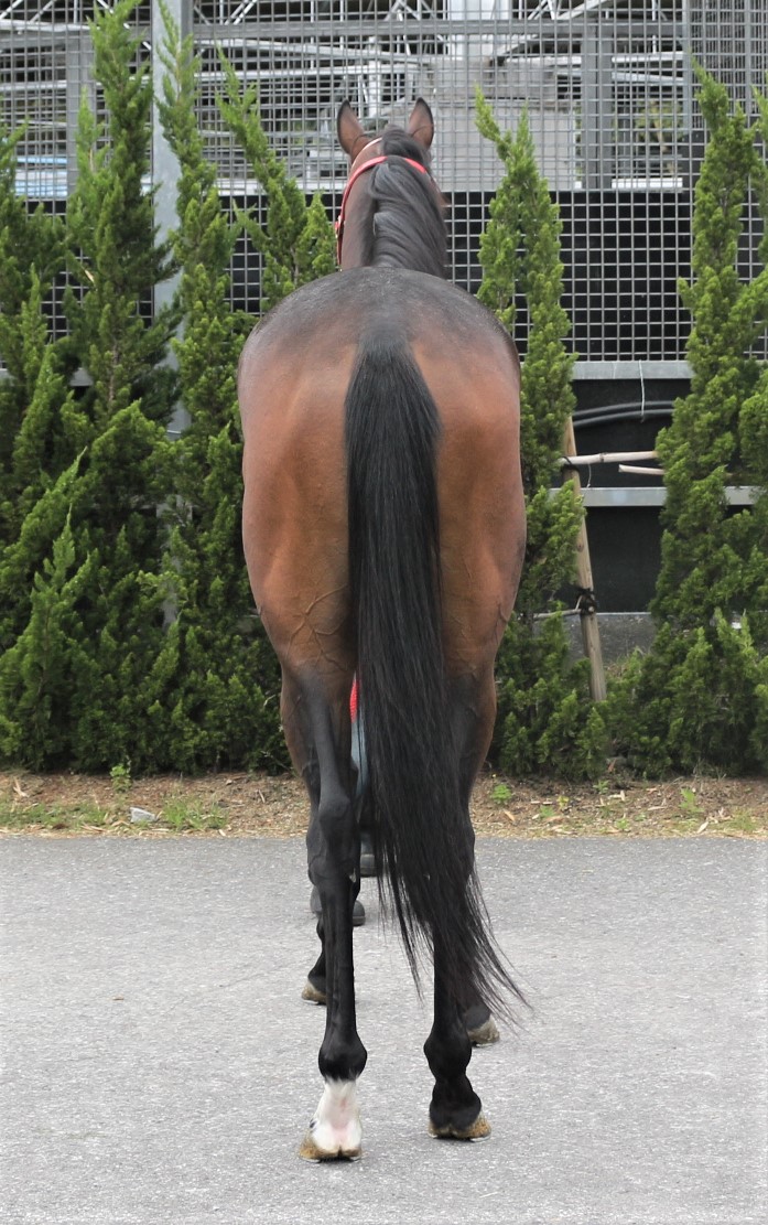 モズキタマサケンジ Mozu Kitamasakenji 牡 3歳 ※中央競馬 登録抹消