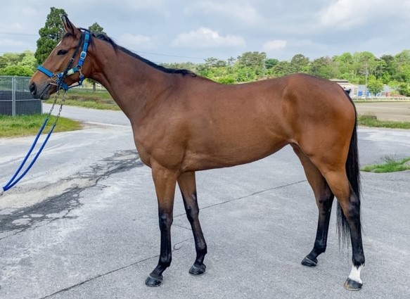 中国拓本 騎馬人など4点 額入り TCK 大井競馬場 的場文男騎手 7000勝記念 のぼり 当選品