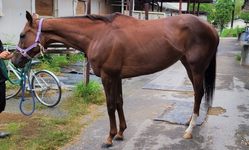 セイコチャン Seikochan 牝 6歳 ※地方競馬 在籍 | サラブレッド