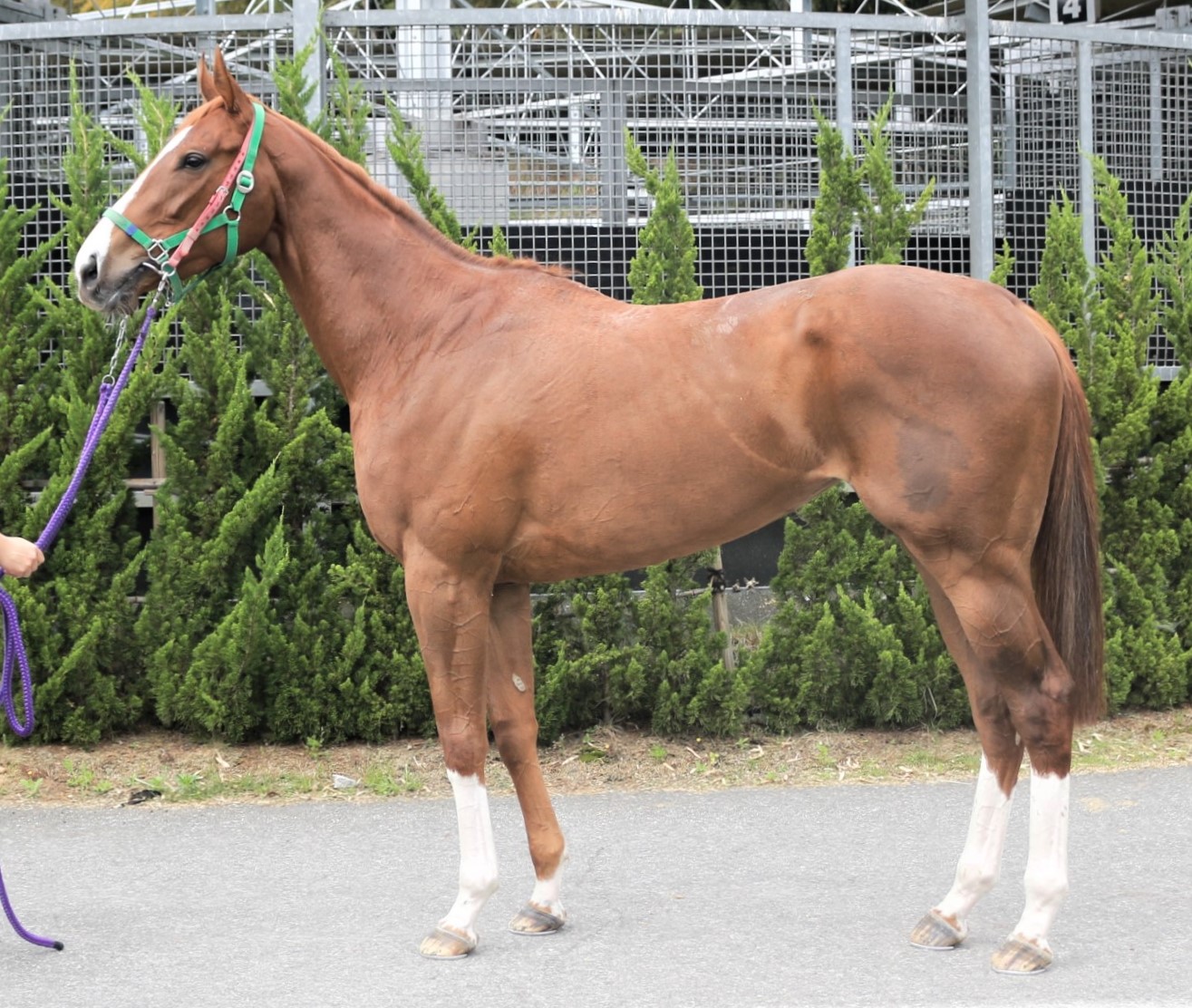 ユリシスブルー Ulysses Blue 牝 ３歳 ※繁殖牝馬（空胎