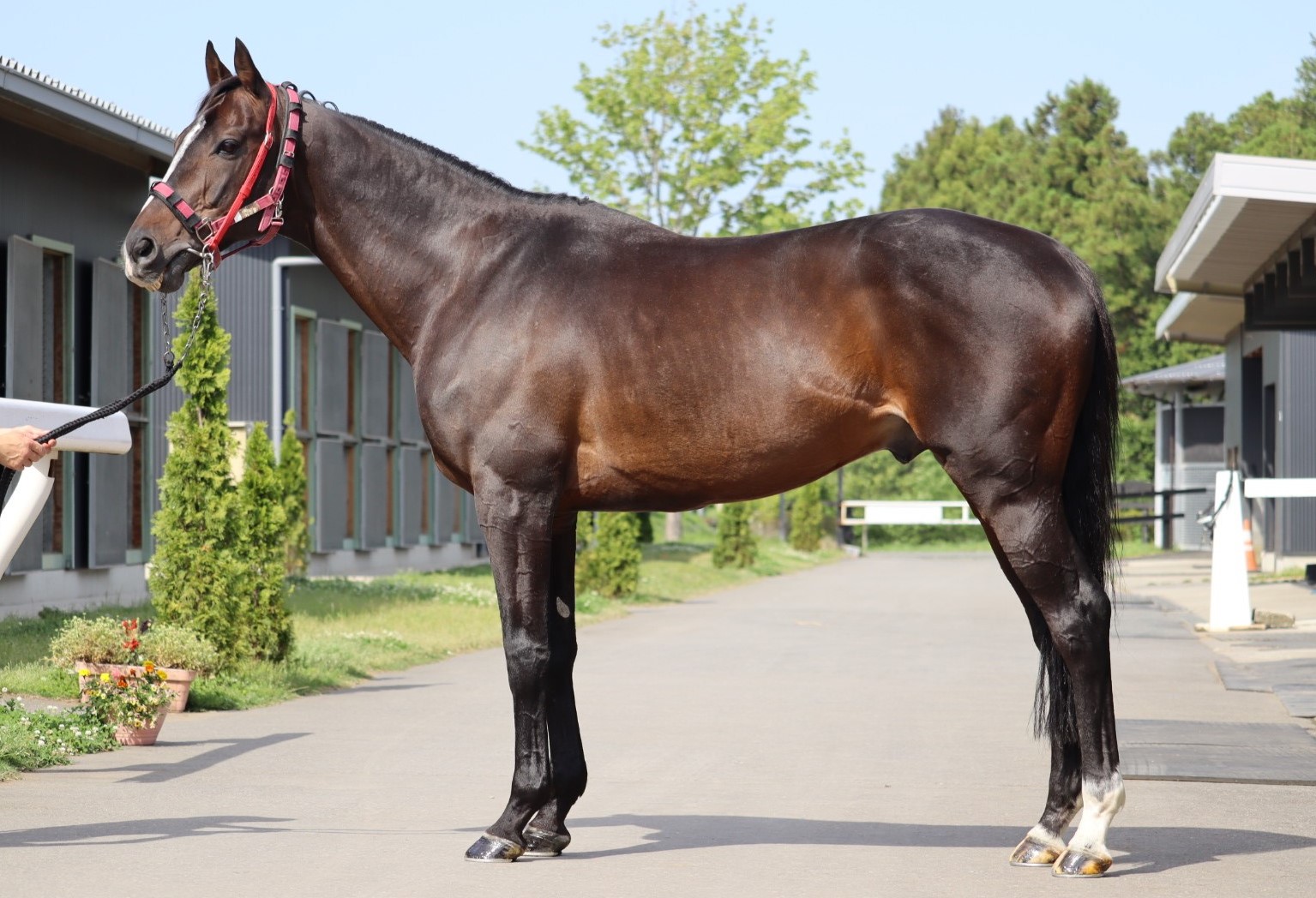 グランドサッシュ Grand Sash 牡 9歳 ※中央競馬 登録抹消
