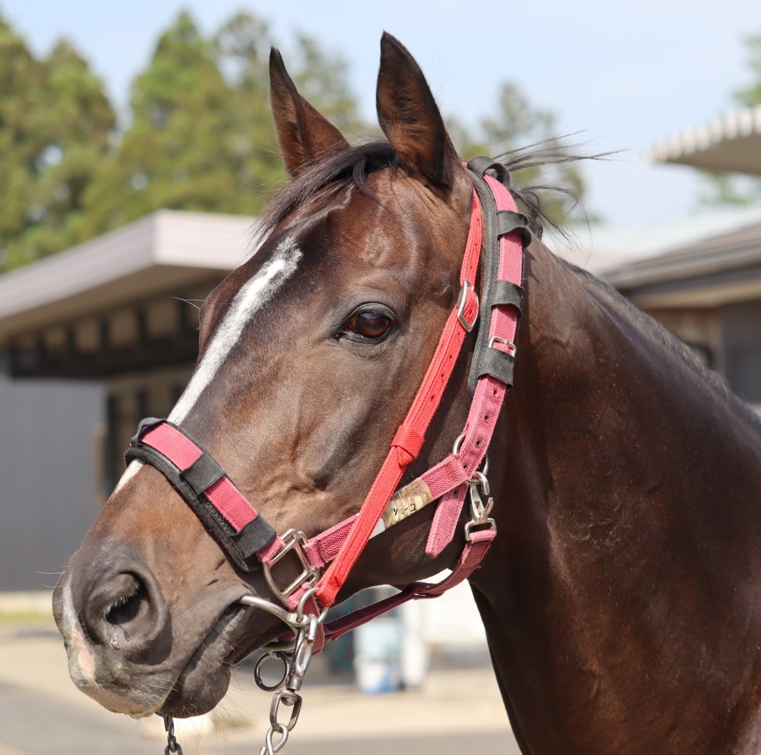 グランドサッシュ Grand Sash 牡 9歳 ※中央競馬 登録抹消