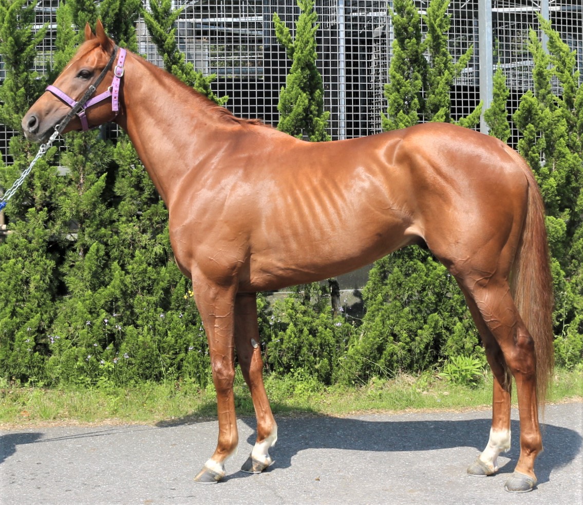 ミニストロペスカ　Ministro Pesca　　牡　　３歳　　※中央競馬　登録抹消_main1