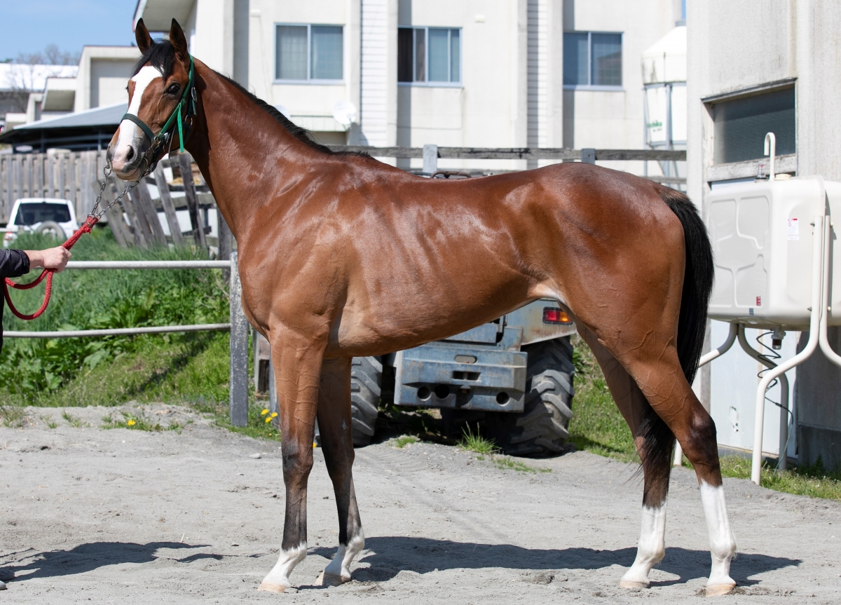 モズディーバ Mozu Diva 牝 2歳 ※地方競馬 在籍 | サラブレッド