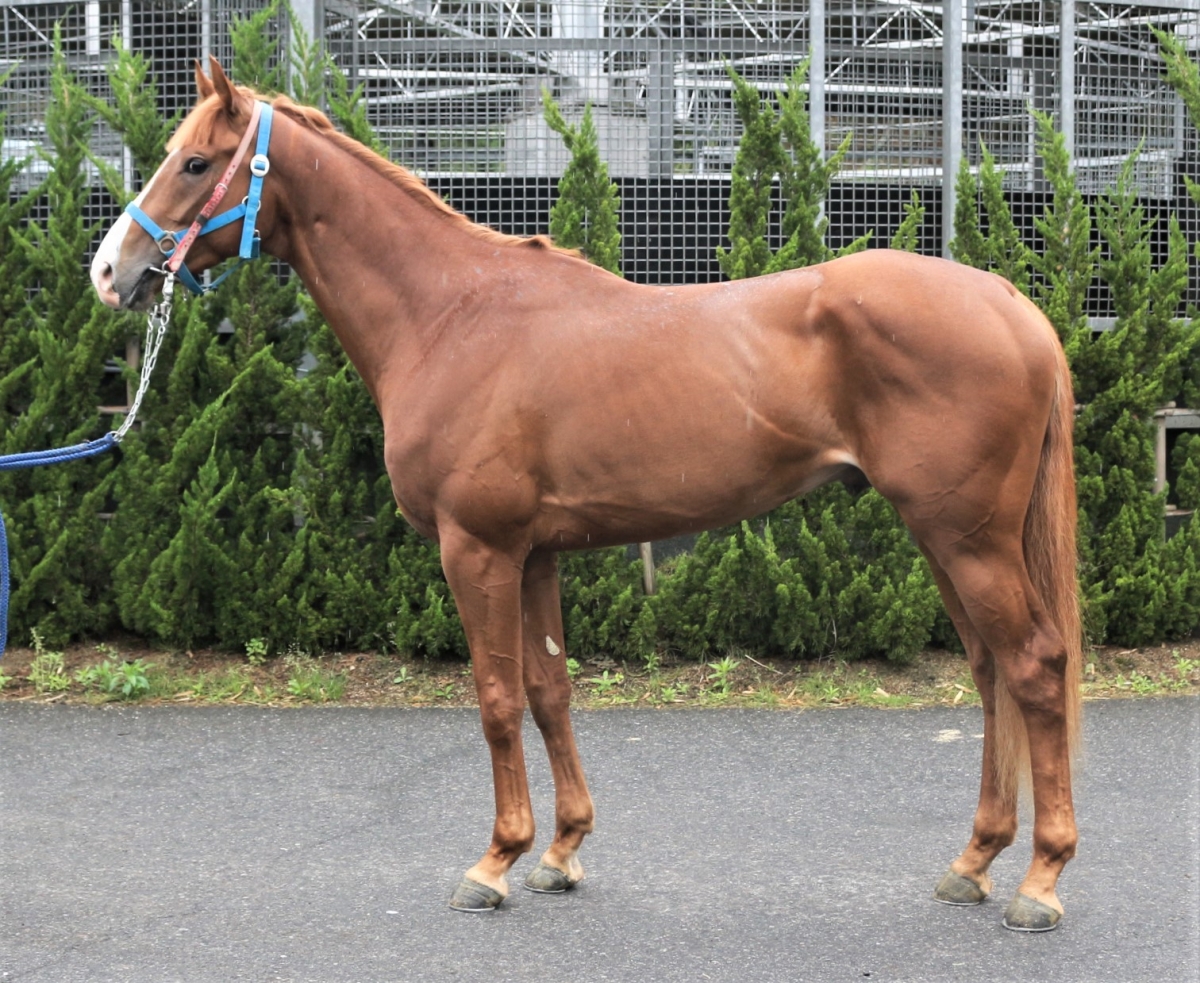 メイショウケイゼン Meisho Keizen 牡 3歳 ※中央競馬 登録抹消 メイショウケイゼン Meisho Keizen 牡 3歳 ※中央競馬 登録抹消