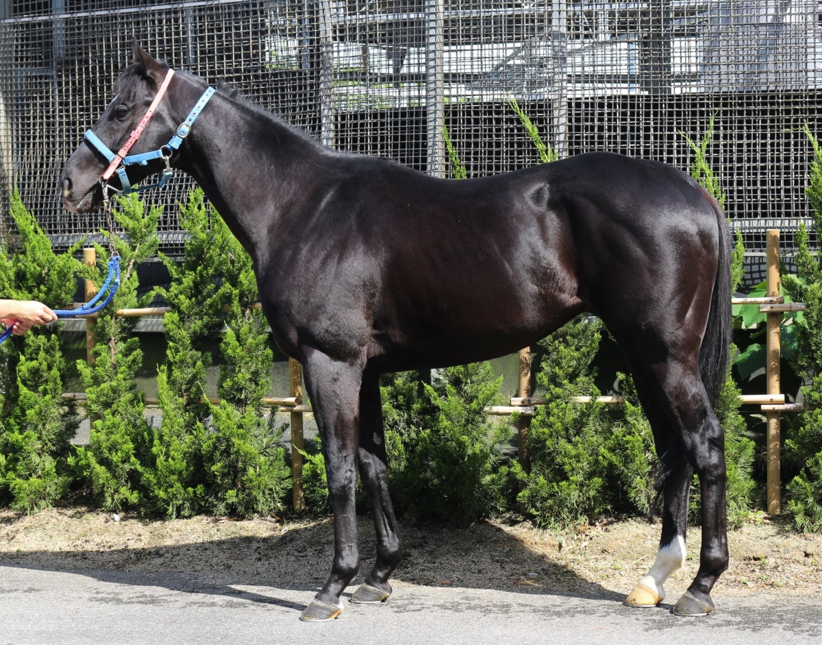 ブラックファラオ Black Pharaoh 牡 3歳 ※中央競馬 登録抹消