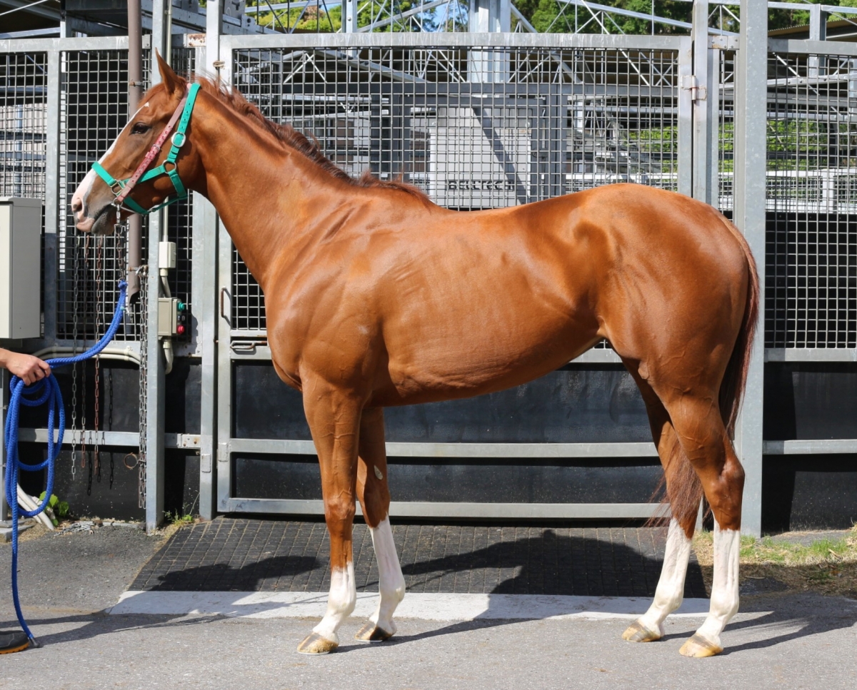ピンクブロッサム　Pink Blossom　　牝　３歳　　※中央競馬　登録抹消_main1