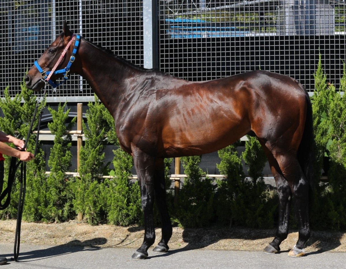 レプランシュ　Les Planches　　牡　６歳　　※中央競馬　登録抹消_main1