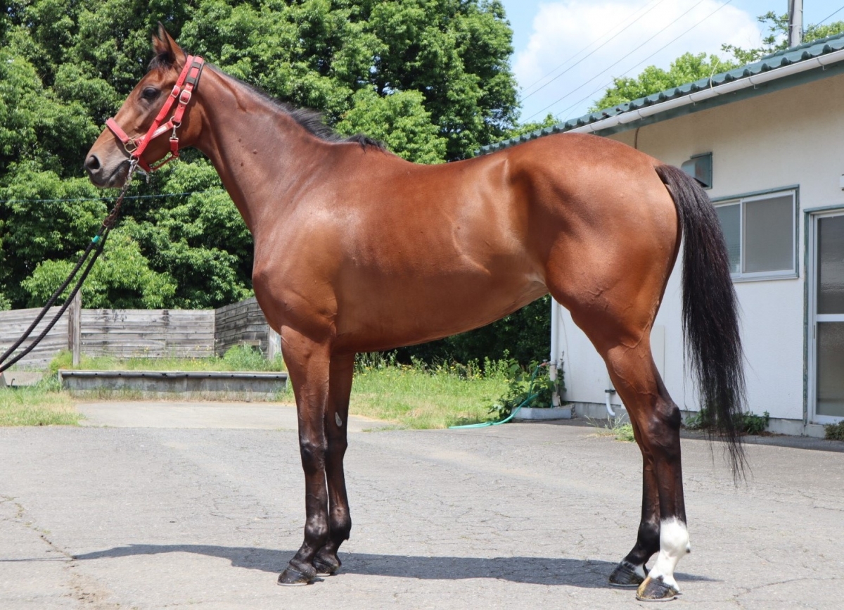 ムーランマグノリア Mulan Magnolia 牝 3歳 ※中央競馬 登録抹消 サラブレッドオークション