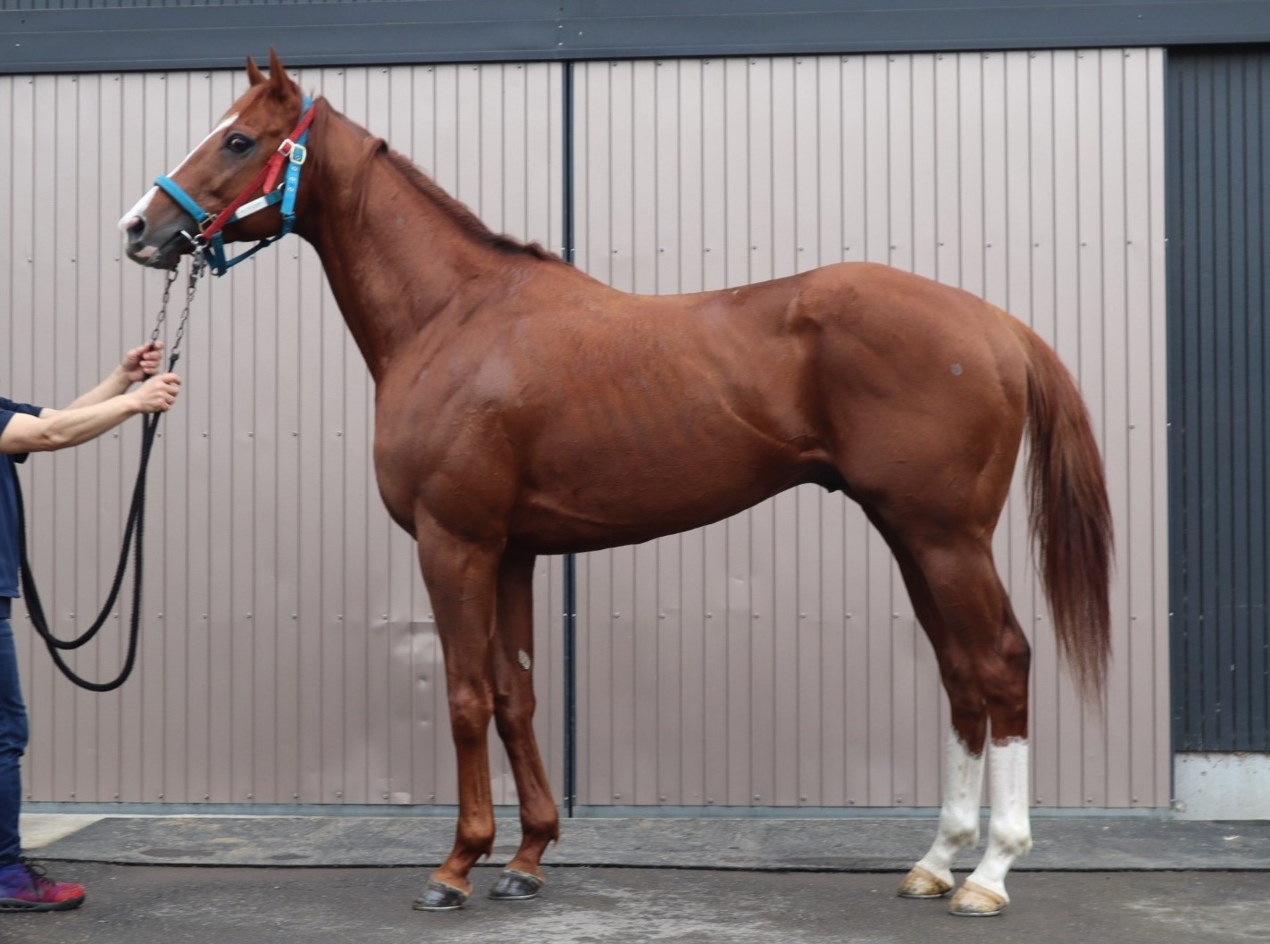 ハヤブサマカオー　Hayabusa Maca O　　牡　６歳　　※地方競馬　在籍_main1