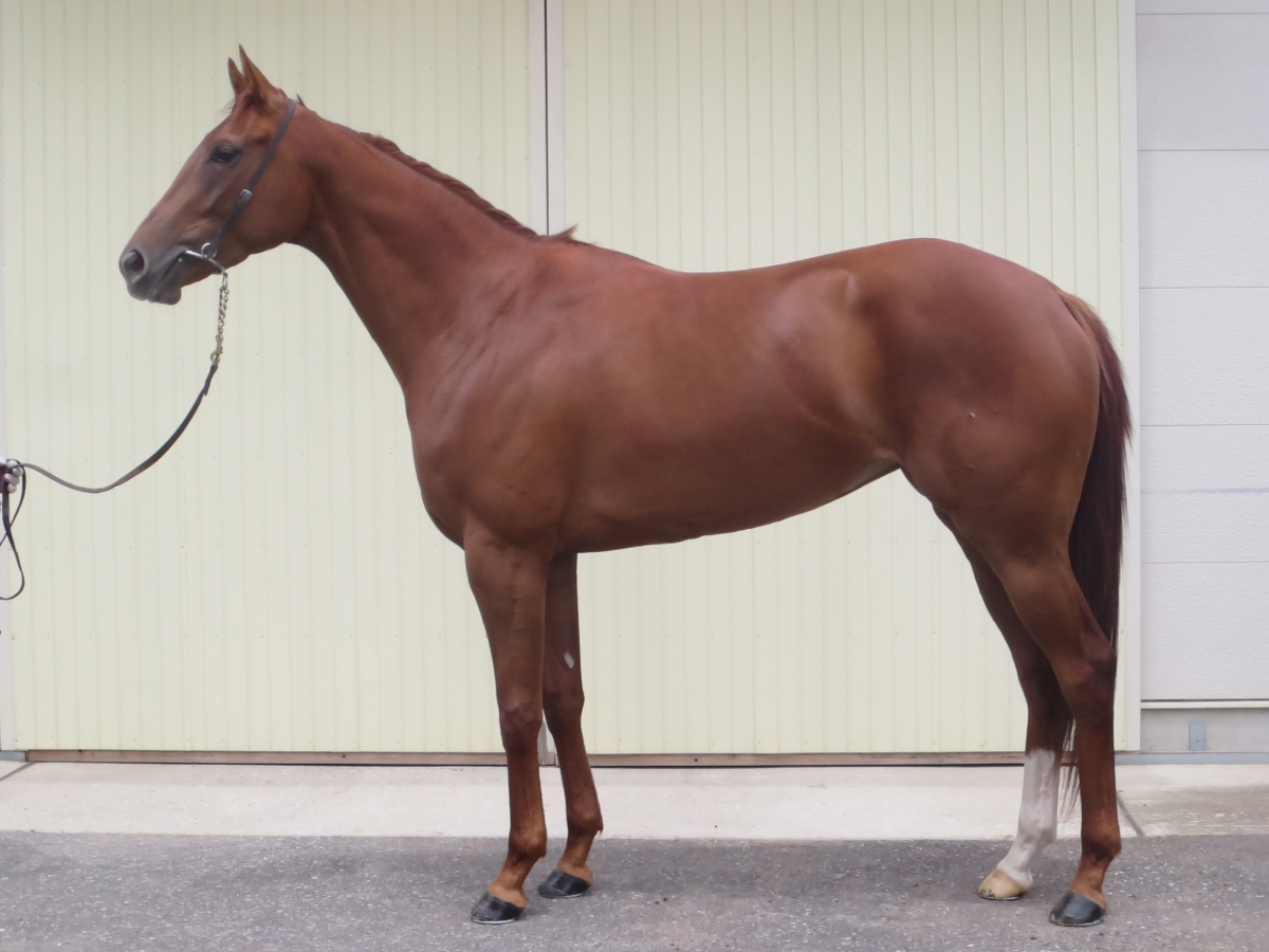 三歳未勝利様確認用 リアルハニー Real Honey 牝 3歳 ※中央競馬 登録抹消 | サラブレッド