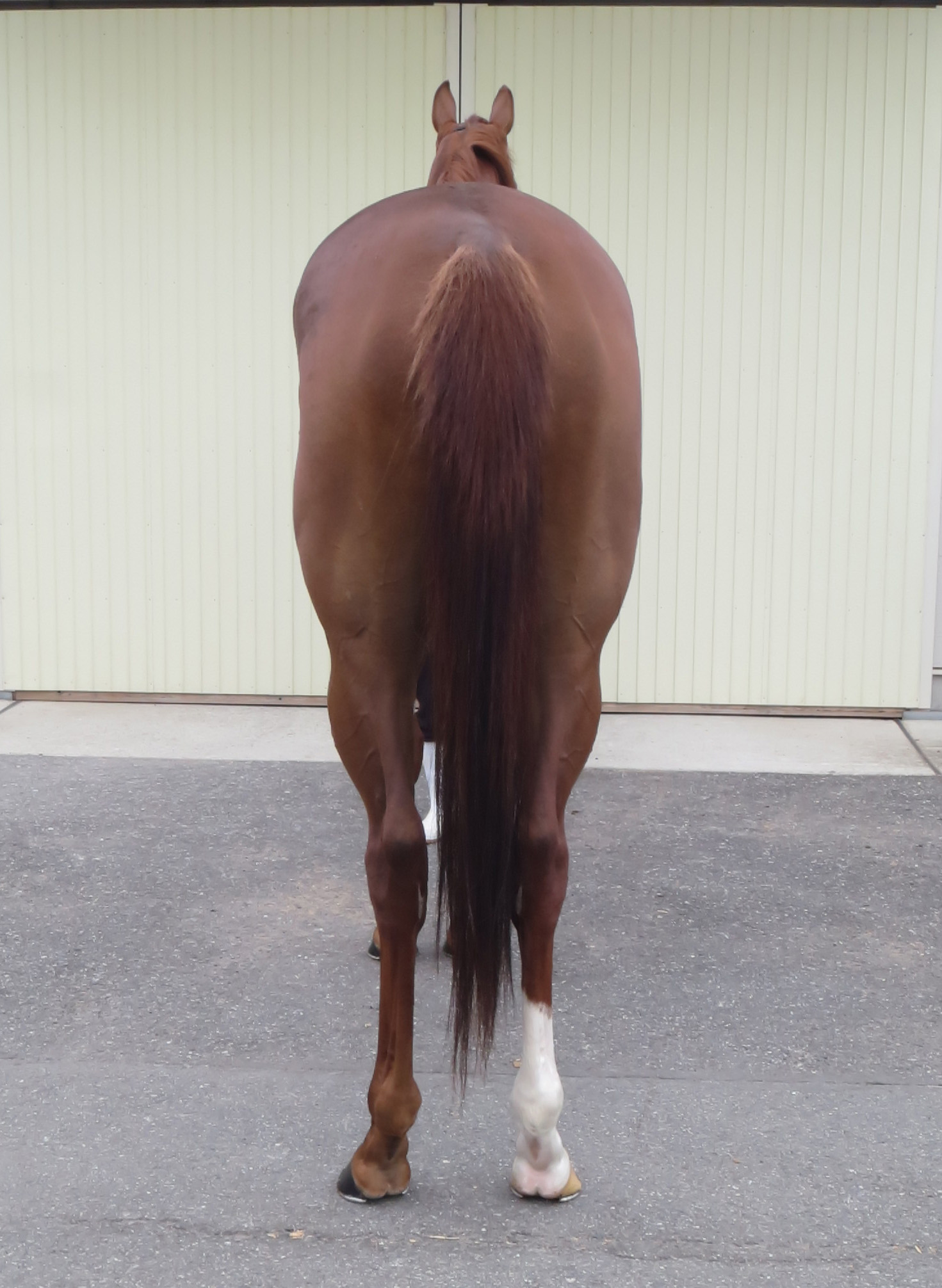 リアルハニー Real Honey 牝 3歳 ※中央競馬 登録抹消 | サラブレッド