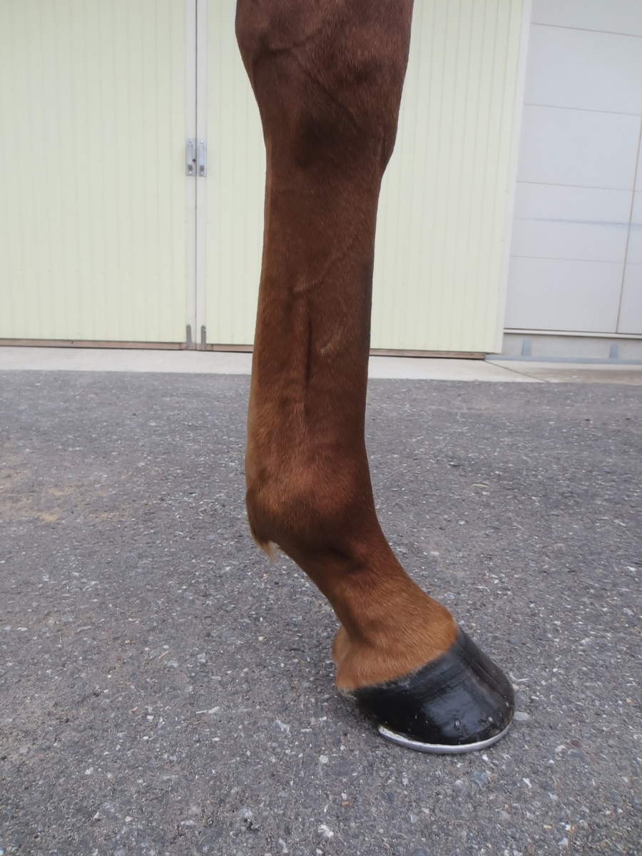 リアルハニー Real Honey 牝 3歳 ※中央競馬 登録抹消 | サラブレッド