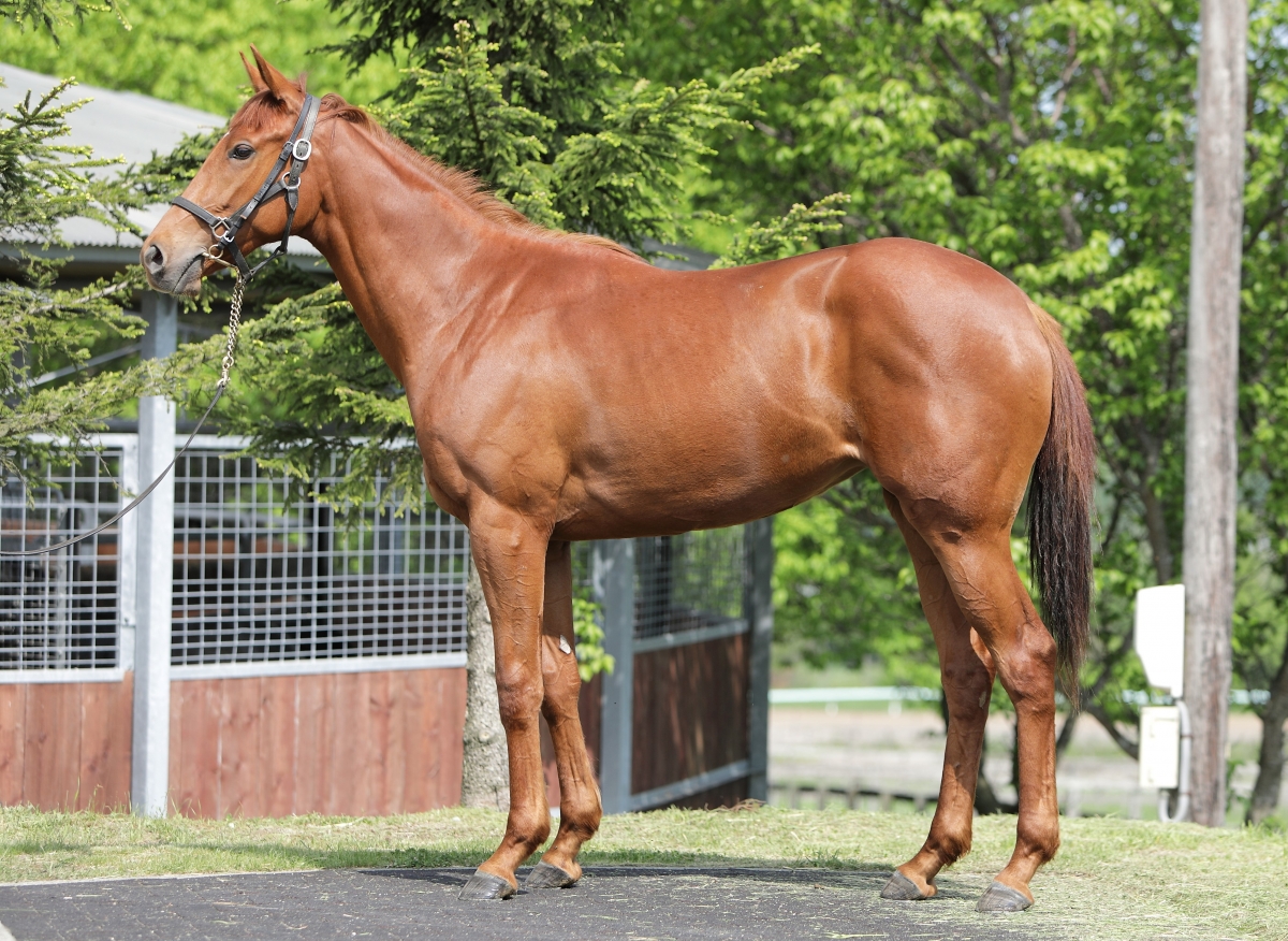 アンローランサンの20　Anne Laurencin 20　　牝　　２歳　　※HBAトレーニングセール上場の２歳馬_main1