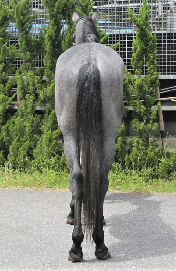 ヒロシゲジャック Hiro Shige Jack 牡 3歳 ※中央競馬 登録抹消