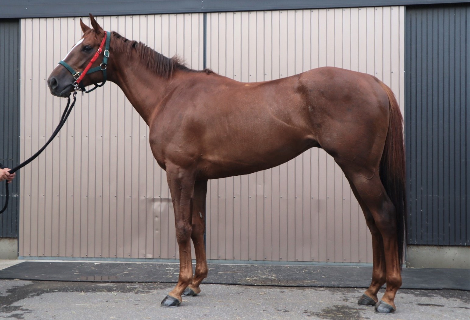 クリノオーサム 牝3歳 ※中央競馬 登録抹消 （未出走の3歳馬
