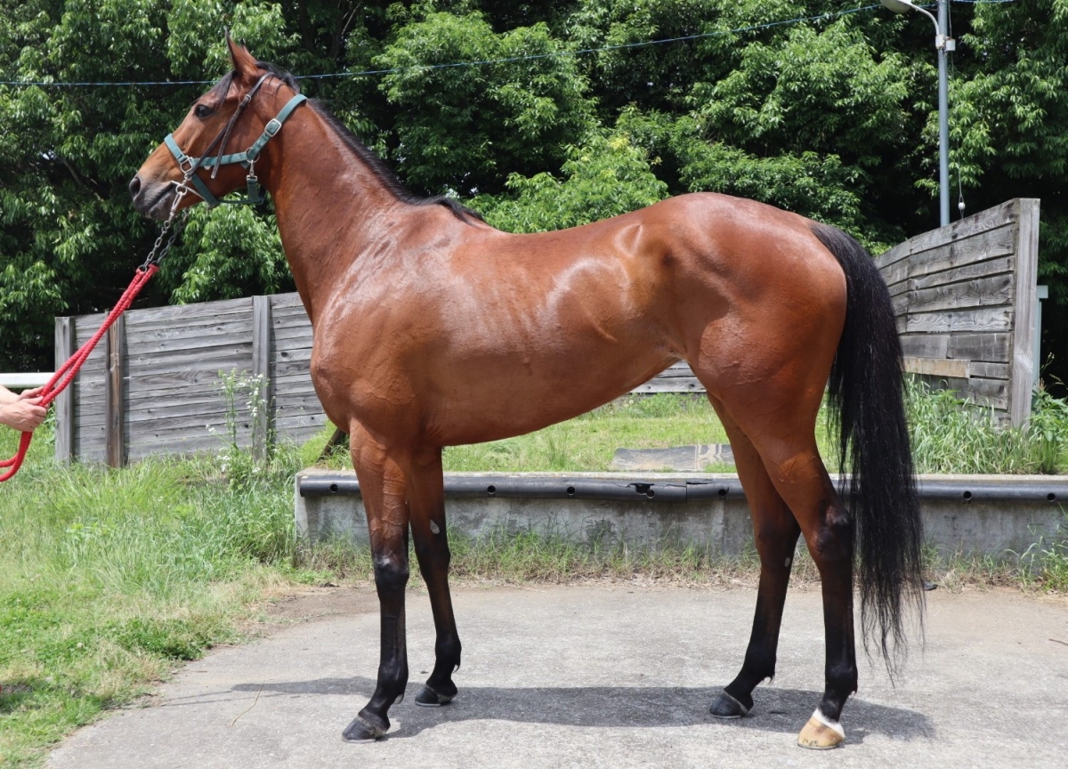 ラブキーセキ Love Kiseki 牝 5歳 ※中央競馬 登録抹消 ラブキーセキ Love Kiseki 牝 5歳 ※中央競馬 登録抹消