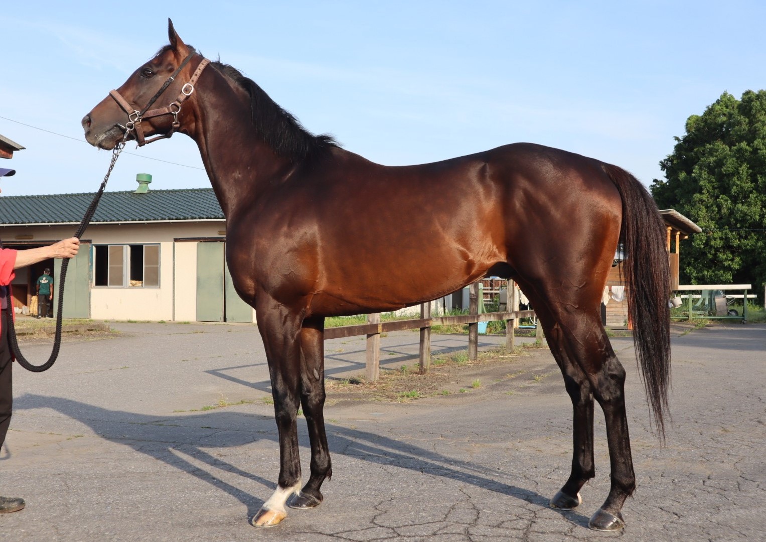 ナムラブル Namura Bull 牡 ６歳 ※中央競馬 登録抹消 | サラブレッド