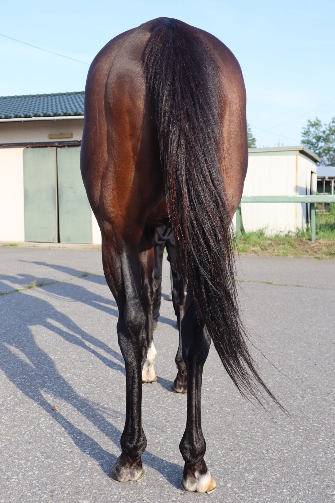 モダンアート 牝2歳 ※地方競馬 在籍 | サラブレッドオークション