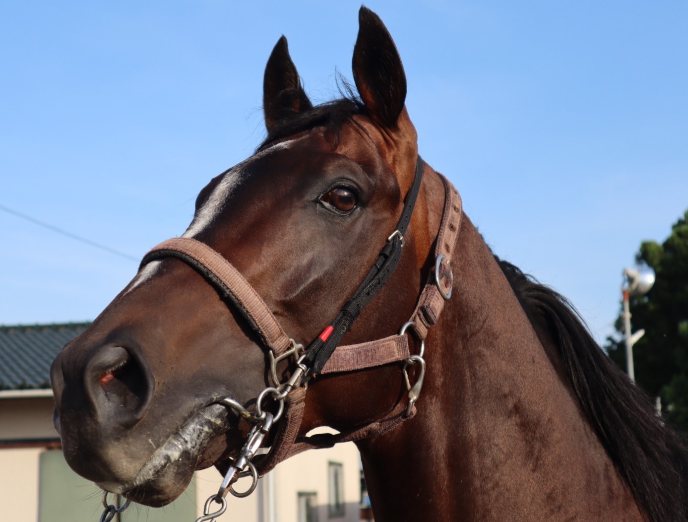 【再入荷！】 Bull Namura ナムラブル 牡 登録抹消 ※中央競馬 6歳 終了したレースの馬券