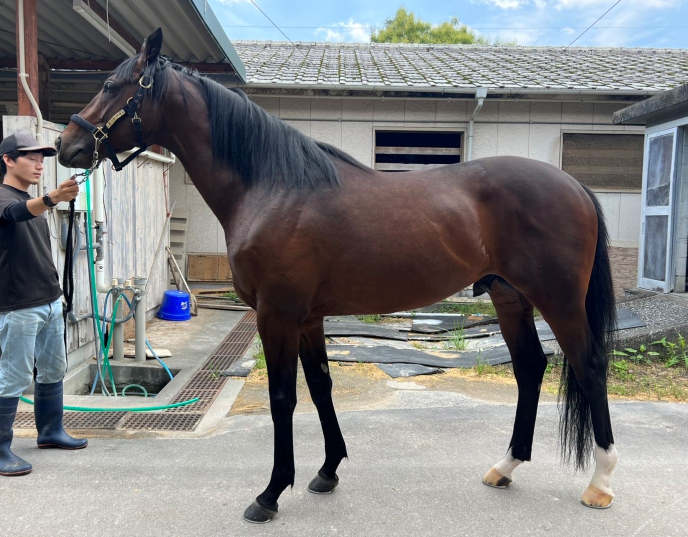 エレメンタル　Elemental　　牡　　４歳　　※地方競馬　在籍_main1