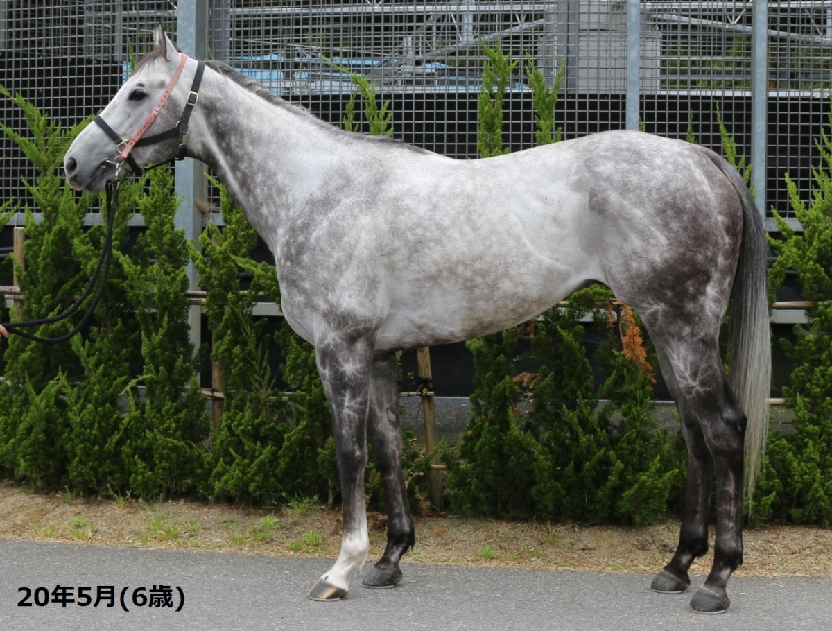 リガス Regas 牡 8歳 ※地方競馬 在籍 | サラブレッドオークション リガス Regas 牡 8歳 ※地方競馬 在籍 | サラブレッドオークション