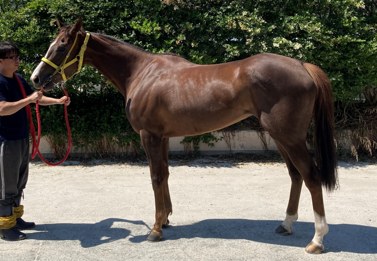 ムカルナス Muqarnas 牝 3歳 ※地方競馬 在籍 サラブレッドオークション