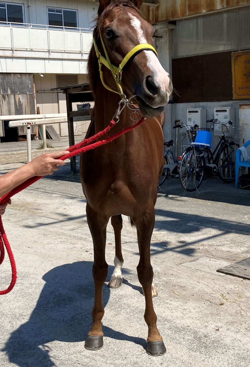 ムカルナス Muqarnas 牝 3歳 ※地方競馬 在籍 | サラブレッド
