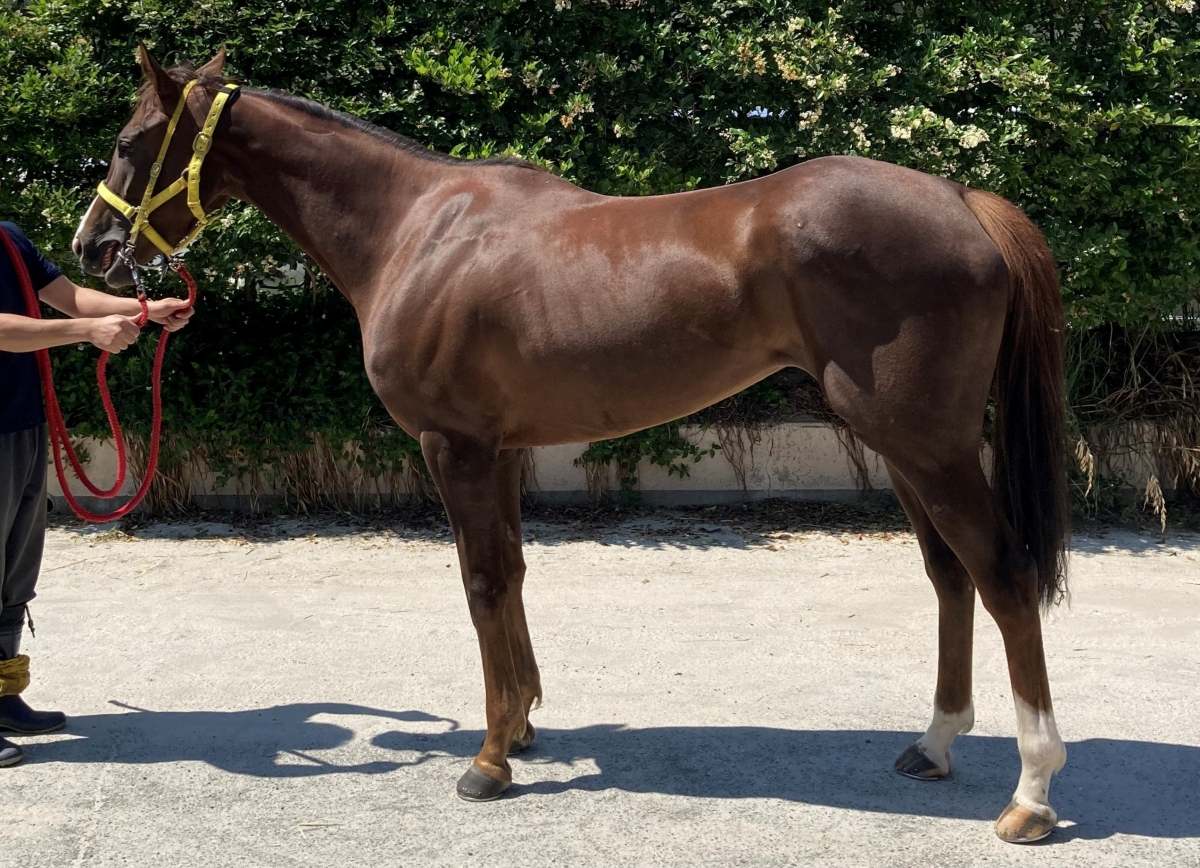 その他サービス | 福利厚生 牝 Muqarnas ムカルナス 3歳 サラブレッド | 在籍 ※地方競馬 終了したレースの馬券