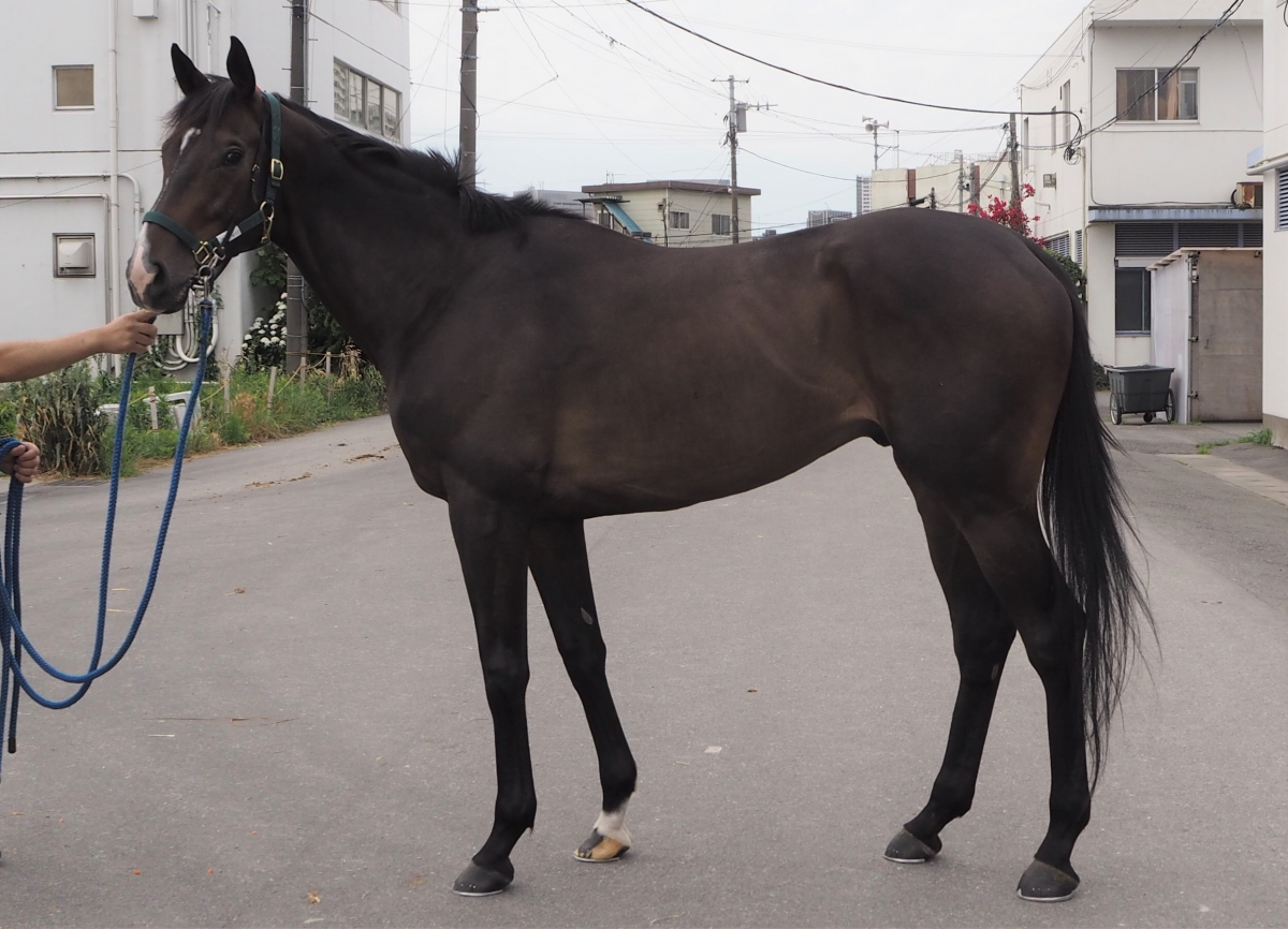 本店 競馬 トライアビット 調教 | erational.com