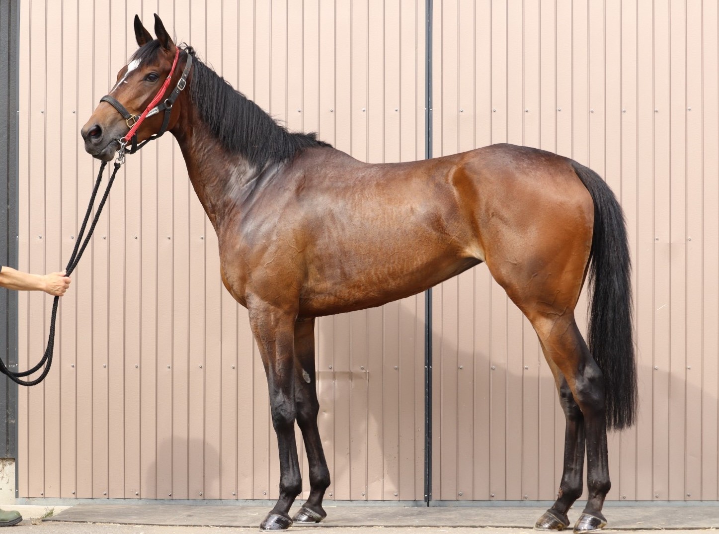 カンフーダンス 牝4歳 ※中央競馬 登録抹消 | サラブレッド