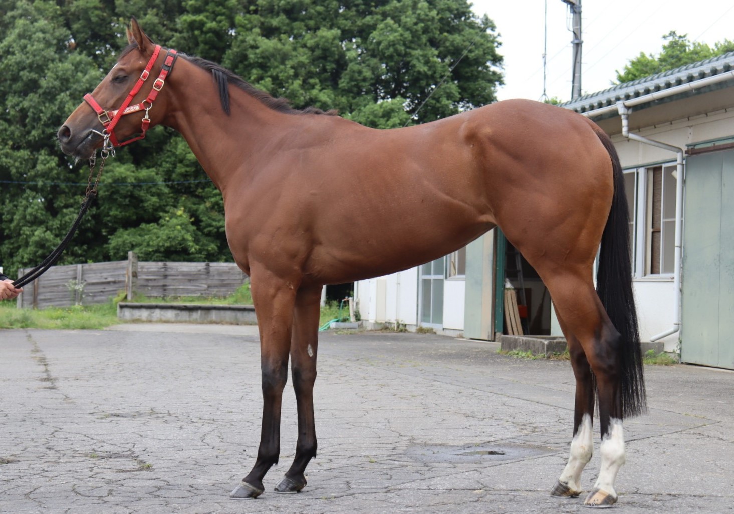 ビップレジアス Vip Regius 牝 3歳 ※中央競馬 登録抹消