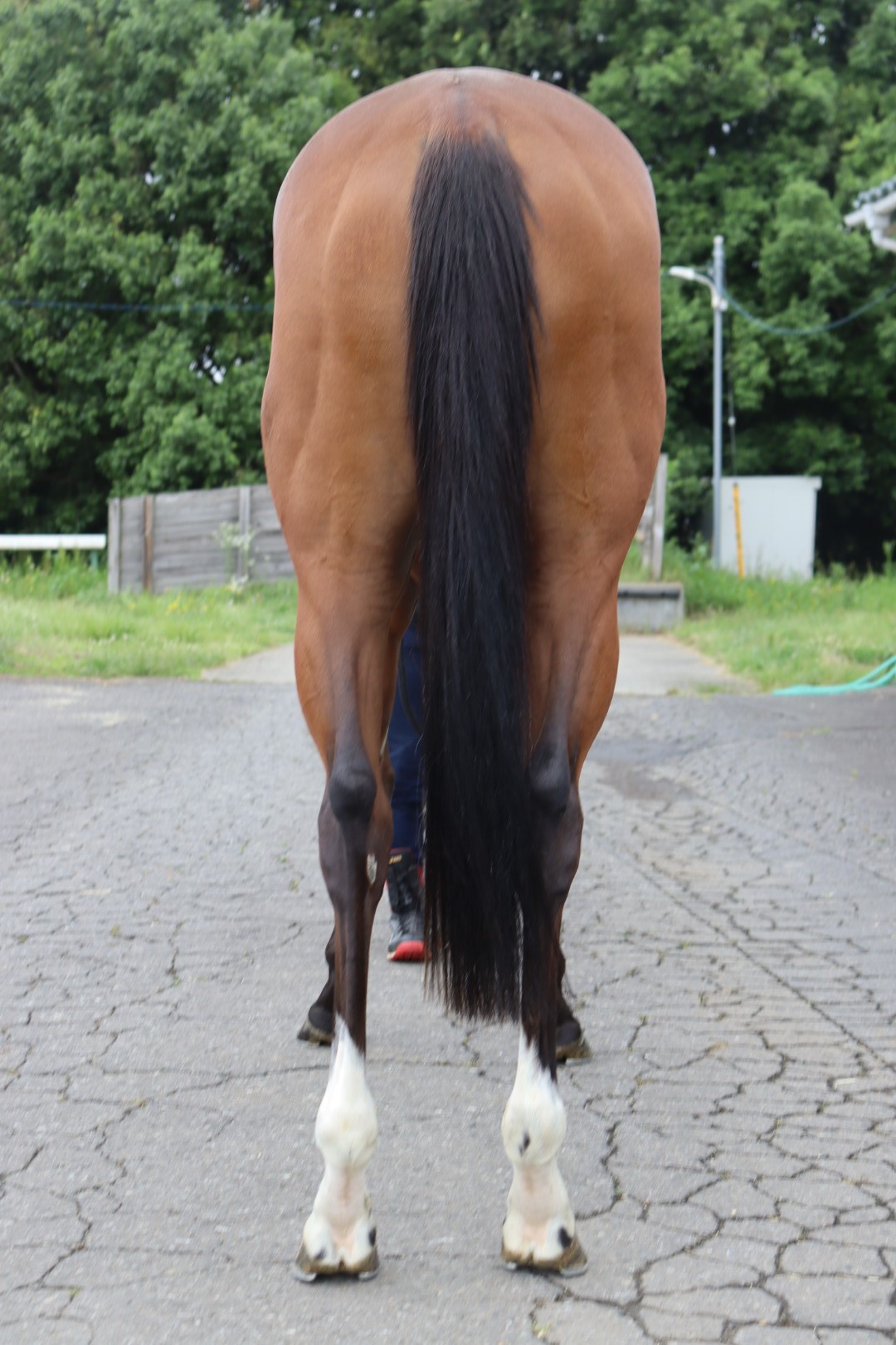 ビップレジアス Vip Regius 牝 3歳 ※中央競馬 登録抹消