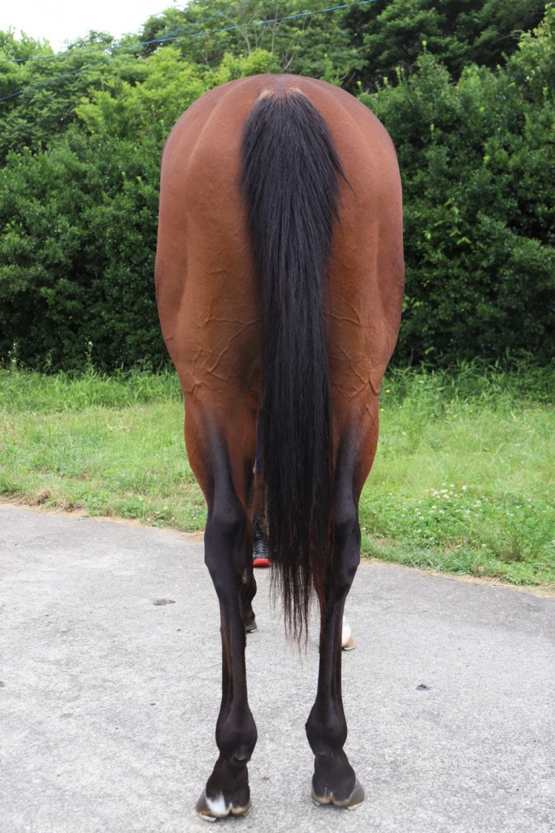 ヒールズユアペイン Heals Your Pain 牡 3歳 ※中央競馬 登録抹消 サラブレッドオークション