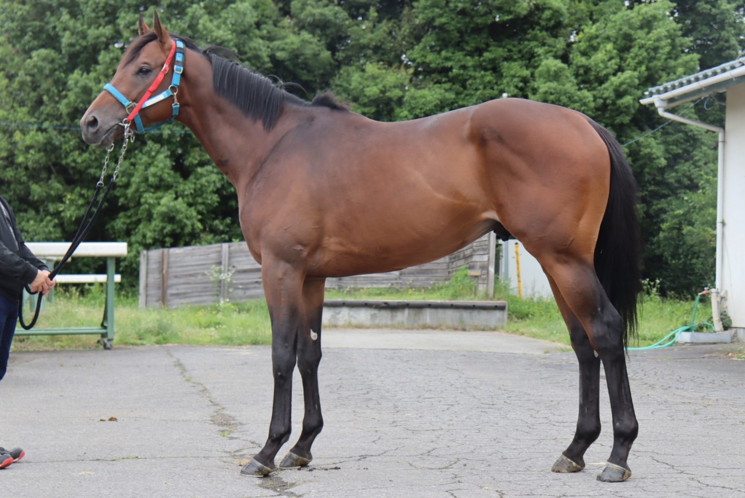 ドバウィビクトリー Dubawi Victory 牡 5歳 ※中央競馬 登録抹消