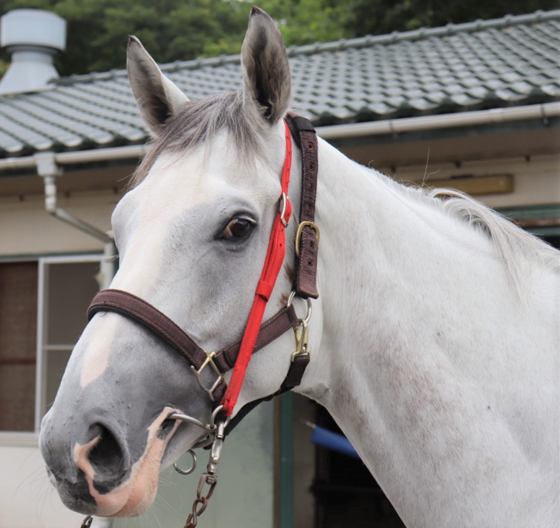 グローサーベア Grosser Bar セン ５歳 ※地方競馬 在籍 | サラブレッド 