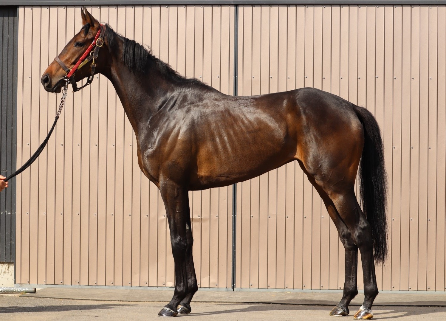 クインズウィッシュ Queen's Wish 牝 3歳 ※中央競馬 登録抹消