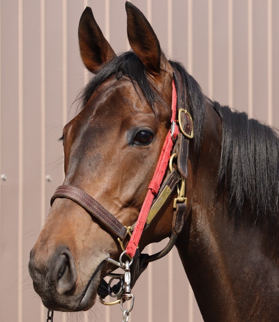 クインズウィッシュ Queen's Wish 牝 3歳 ※中央競馬 登録抹消