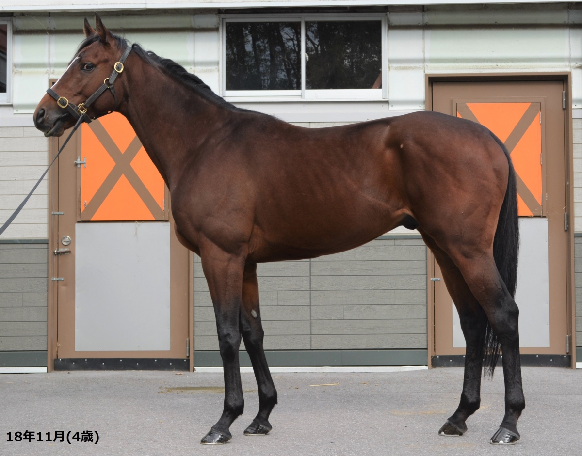 エンドゲーム　Endgame　　牡　６歳　　※地方競馬　在籍_main1