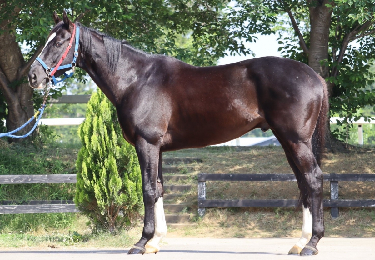 パガットケーブ　Pagat Cave　　牡　６歳　　※地方競馬　在籍_main1