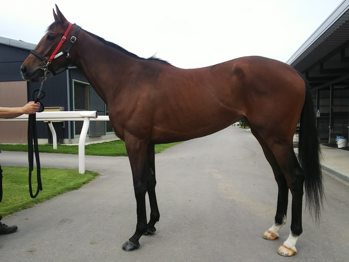 ヴィルジェン Virgem 牝 3歳 ※中央競馬 登録抹消 | サラブレッド
