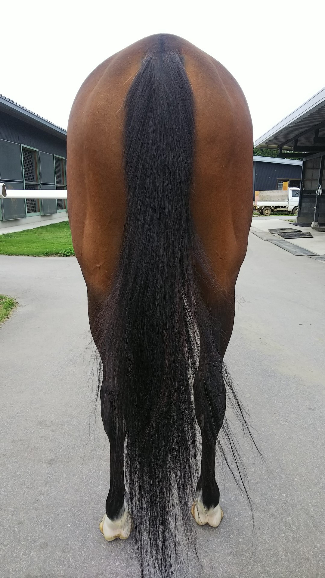 ヴィルジェン Virgem 牝 3歳 ※中央競馬 登録抹消 | サラブレッド